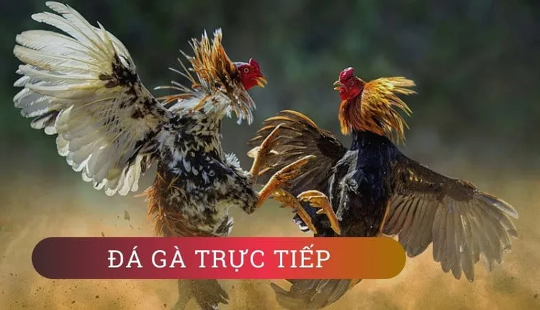 Bí Quyết Thắng Lớn Với Đá Gà KUBET: Kinh Nghiệm Từ Cao Thủ
